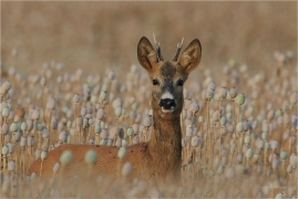 <p>SRNEC OBECNÝ (Capreolus capreolus) Šluknovsko - Jiříkov --- /European roe deer - Reh/</p>